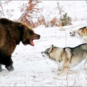 WOLVES vs BEAR